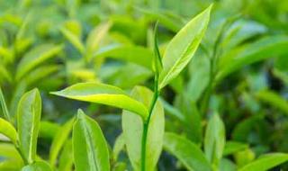 茶树精油的功效与作用